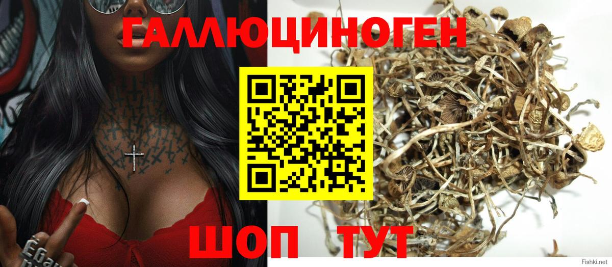 Гусиноозёрск  Псилоцибиновые грибы GOLDEN TEACHER  Вход с VPN 